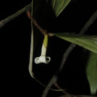 Diospyros acuminata (Thwaites) Kosterm.